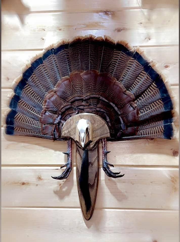 Custom taxidermy display